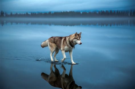 Siberian Husky Hd Animals 4k Wallpapers Images Backgrounds Photos