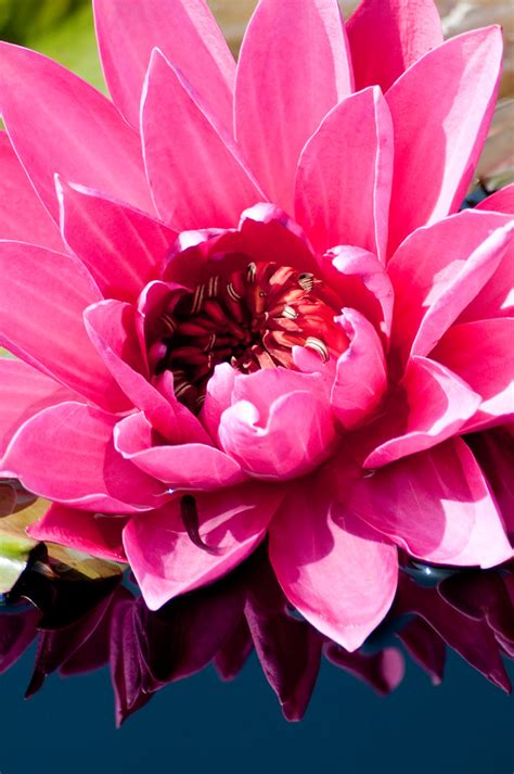 Longwood Pink Lily 3 0 F Lr 8 14 10 J048 Don Johnson Flickr