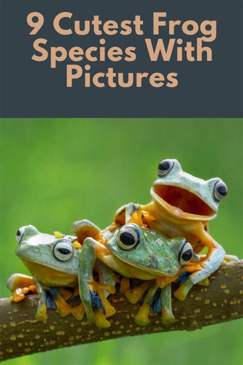 Types Of Frogs Frog Species Frog Pictures Cute Frogs Rodents