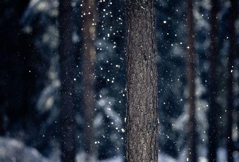 Snowshower By Joni Niemelä On Flickr Winter Beauty Winter Scenes