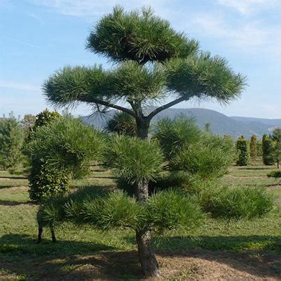 Auch die zirbelkiefer wird mit ihren 20 metern recht groß, wohingegen die bergkiefer mit einer maximalhöhe von fünf metern besser in den garten passt. Kiefern Baumschule Ammann Kiefern-Bonsai Verkauf ...