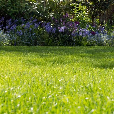 Spring Lawn Care Renovations Trugreen Professional Lawn Care