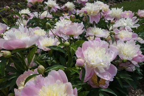 Her blog, photography and other. Beautiful Peony Varieties for Home and Garden