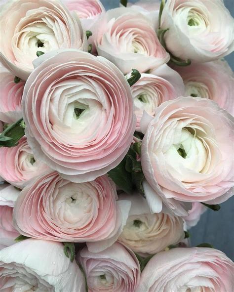 Rona Wheeldon Flowerona On Twitter In Pretty Flowers