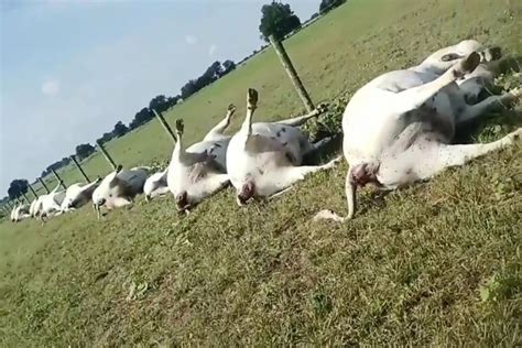Eerie Video Of 23 Cows Dead In A Line After They Were Struck By