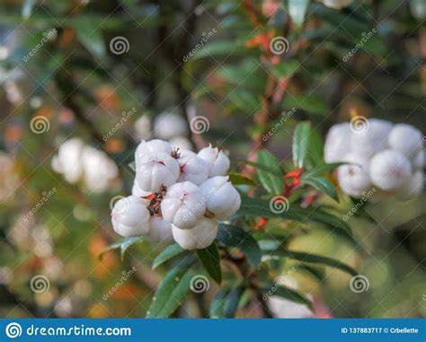 Close Up Of The Edible White Tasmanian Snowberry Stock Image Image Of