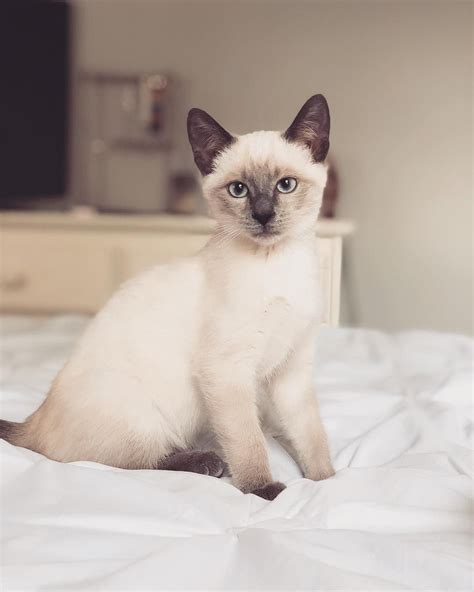 Mengenal Sifat Kucing Siam Jenis Ciri Pola Warna And Cara Merawatnya