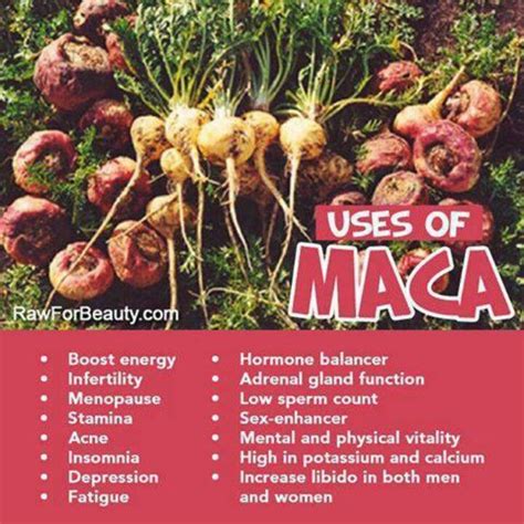 maca root health benefits and side effects maca benefits health and nutrition maca
