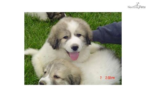 Great pyrenees puppies for sale. Puppies for Sale from Pokladnik's Pyrenees - Member since ...