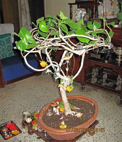 Bougainvillea is the mostly used bonsai tree online in india. Stock Pictures: Bonsai of the Banyan Tree