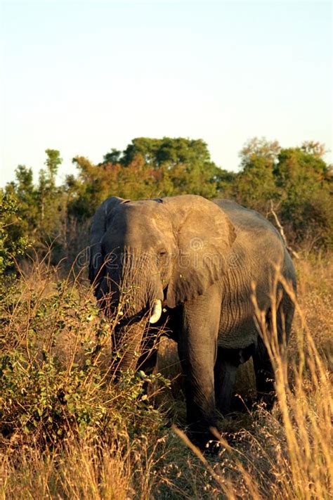 African Elephant Kruger National Park South African Republic Stock