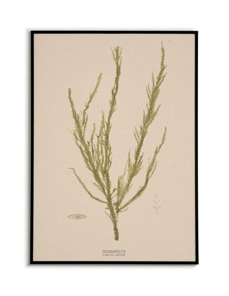 Plakat botaniczny z algą morską vintage retro z napisem po łacińsku