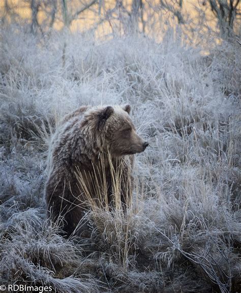Frosty Bear Early Morning And Extra Grizzly Bob Bowhay Flickr