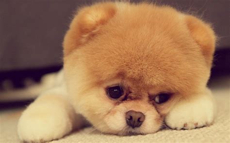 Download Puppy Sad Face Dog Animals Hd Wallpaper Image By Timothyl75