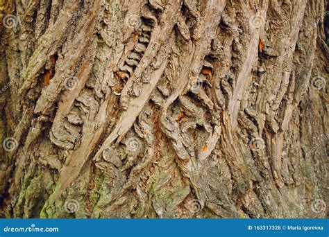 Bark Of Tree Texture Brown Color Background Forest Crust Stock Photo