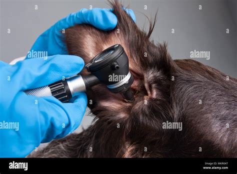 Ear Otoscope Hi Res Stock Photography And Images Alamy