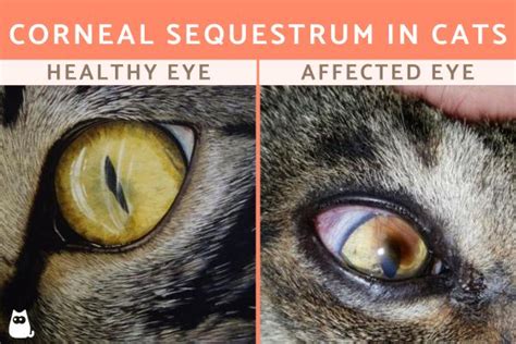 Corneal Sequestrum In Cats Black Spot On Cats Eye Causes And Treatment