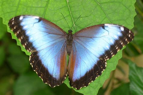 7 Case Delle Farfalle Da Vedere Lifegate