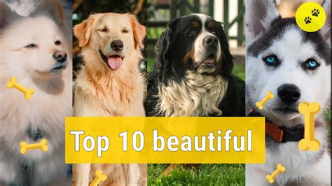 Top 10 Beautiful Dog Breeds Top Most Beautiful Dog Breeds In The