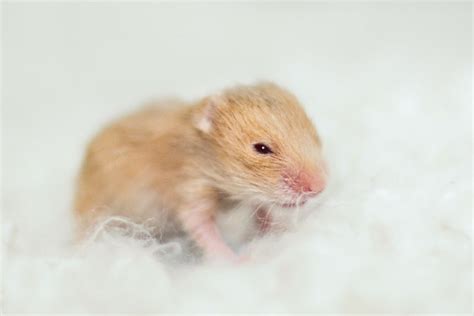 Cinnamon Tortoiseshell Syrian Hamster Baby Flickr Photo Sharing