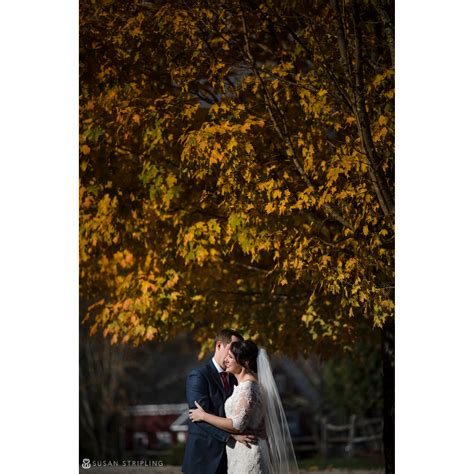 A Bride And Groom Kiss In Front Of A Yellow Tree At Their Fall Wedding