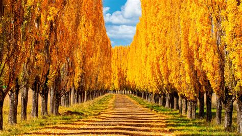 Autumn Trees New England Bing Wallpaper Download