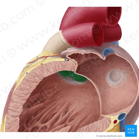Aortenklappe Anatomie Aufbau And Funktion Kenhub