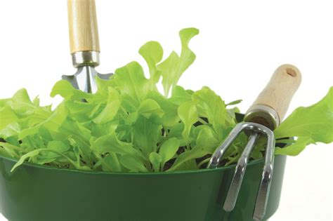 Diy Grow Your Own Salad Bowl Edible Phoenix