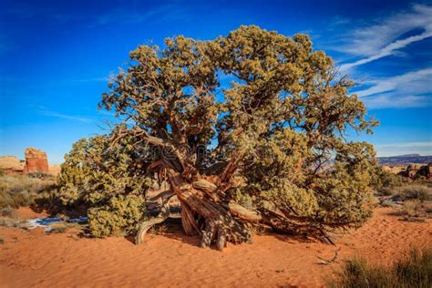 Juniper Tree Stock Photo Image Of Garden Moab Juniperus 154426006