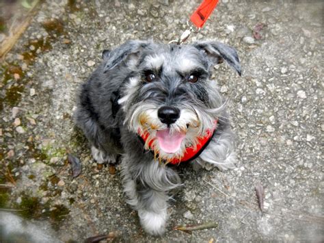 Scottie Our Schnauzer Taking Our Schnauzer For A Walk In T Flickr