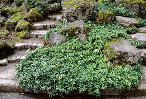 They are also called plantain lily and is a herbaceous perennial. Green Sheen Japanese Spurge - pachysandra - shade loving ...