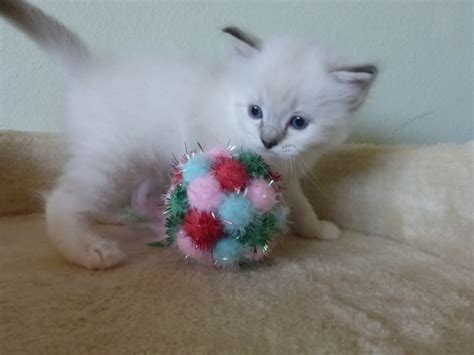 Americanlisted has classifieds in silverdale, washington for dogs and. Current Ragdoll Kittens For Sale | Washington State