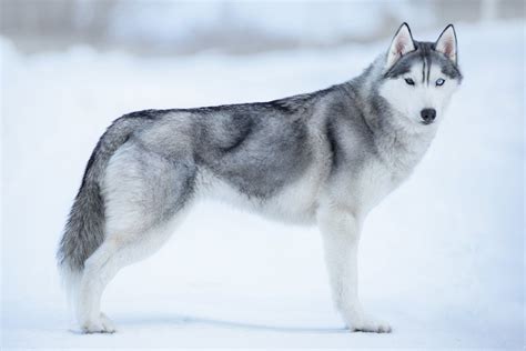 10 Fun Facts About Siberian Huskies American Kennel Club