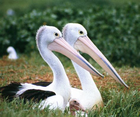 Marsh Animals