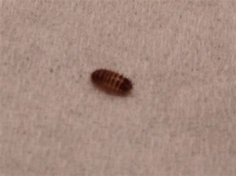 Most carpet beetle damage results from larvae eating holes into natural fiber items like wool, silk, feathers, dead insects, and leather. Rug Bugs Insects - Rugs Ideas