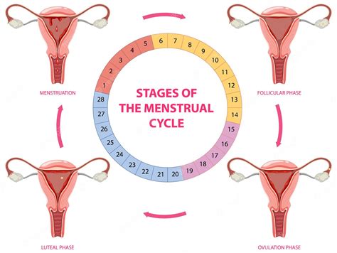 free vector stages of the menstrual cycle