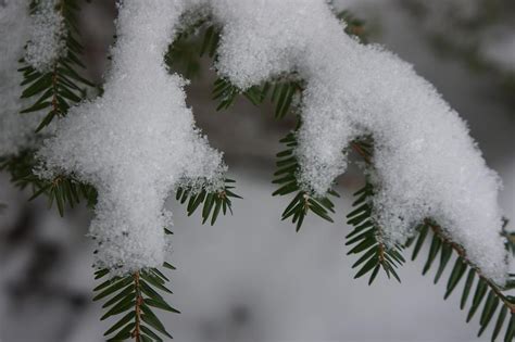 Sparkling Snow Flakes Photograph By Dawn Hagar Fine Art America