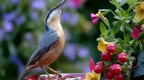 Comment Attirer Les Oiseaux Dans Mon Jardin Idée Recette