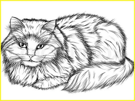 99 Sketsa Gambar Kucing Lucu Unik Menarik Menggemaskan Sindunesia