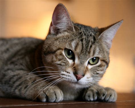 Top 10 best cat breeds in the world - Top 10