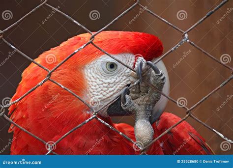 Dreams Of Freedom Sad Parrot Behind Bars Stock Photo Image Of Focus