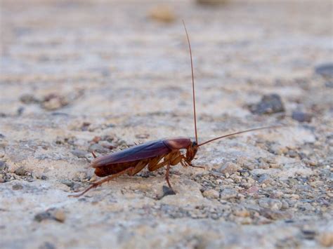 Keeping your home and family protected from pests is important to us. Common Insect Pests in Arizona