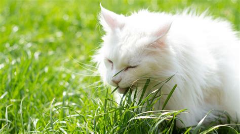 Why Do Cats Eat Grass And Is It Good For Them Napo Pet Care