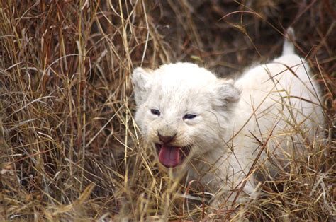 Cute White Lion Cub Jpeg Wallpapers Driverlayer Search
