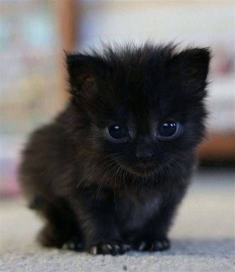 Черный пушистый котенок Много фото