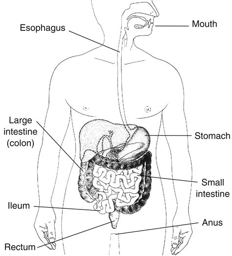 The alimentary canal consists of the following. The Digestive Tract with Labels | Media Asset | NIDDK