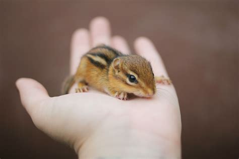 A Visit From A Tiny Pal Cute Animals Baby Chipmunk