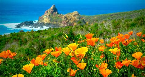 For two full days, we honor these orange beauties with live entertainment, amusement park rides, displays, festival food, arts and crafts and. California Poppy (Eschscholzia Californica) - Ultimate ...