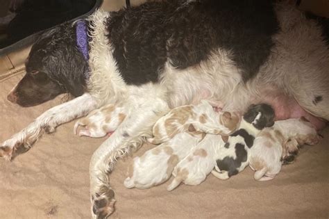 Oregon Brittanys Rick Stearns Brittany Puppies For Sale Born On