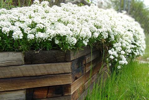 Maybe you would like to learn more about one of these? Free picture: white flowers, wooden box, garden
